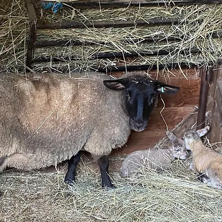 Au Pré Verger Maison d'hôtes LʼArbresle